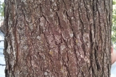 Bark-of-Callery-Pear