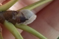 Bud-of-Callery-Pear