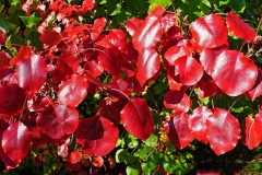 Callery-Pear-Fall-Color