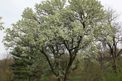 Callery-Pear-Tree