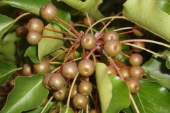 Callery-Pear-on-the-tree