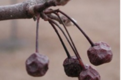 Dried-Callery-Pear