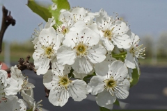 Flower-of-Callery-Pear