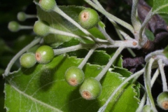 Immature-fruits-of-Callery-Pear