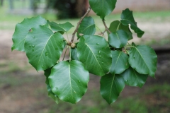Leaves-of-Callery-Pear