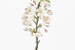 Plant-Illustration-of-Callery-Pear