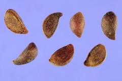 Seeds-of-Callery-Pear