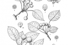 Sketch-of-Callery-Pear