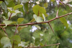 Thorn-of-Callery-Pear