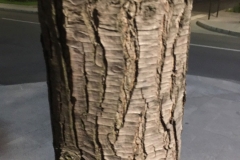 Trunk-of-Callery-Pear