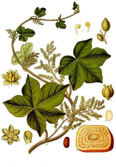 Plant-Illustration-of-Calumba
