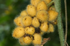 Bunch-of-Calumba-fruit