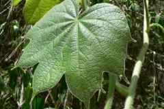 Closer-view-of-leaf-of-Calumba