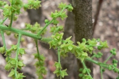 Flowers-of-Calumba