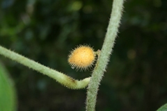 Fruit-of-Calumba