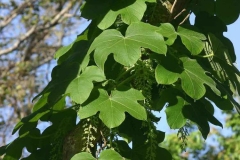 Leaves-of-Calumba