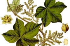 Plant-Illustration-of-Calumba