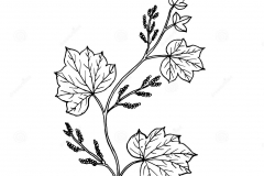 Sketch-of-Calumba
