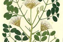 Plant-Illustration-of-Camachile
