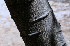 Bark-of-Camachile