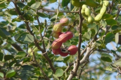 Camachile-Fruit-on-the-plant