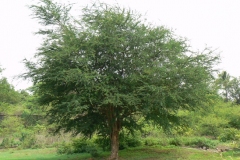Camachile-plant