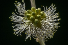 Closer-view-of-flower-of-Camachile