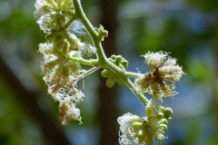 Flower-of-Camachile