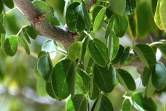 Leaves-of-Camachile