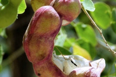 Mature-Camachile-fruit