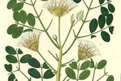 Plant-Illustration-of-Camachile