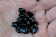 Seeds-of-Camachile