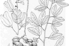 Sketch-of-Camachile