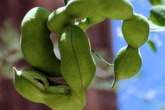 Unripe-Camachile-fruit