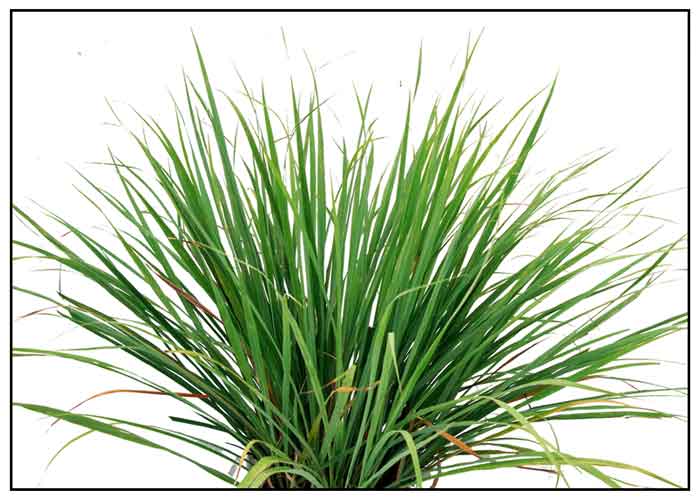 Leaves of Camel Grass
