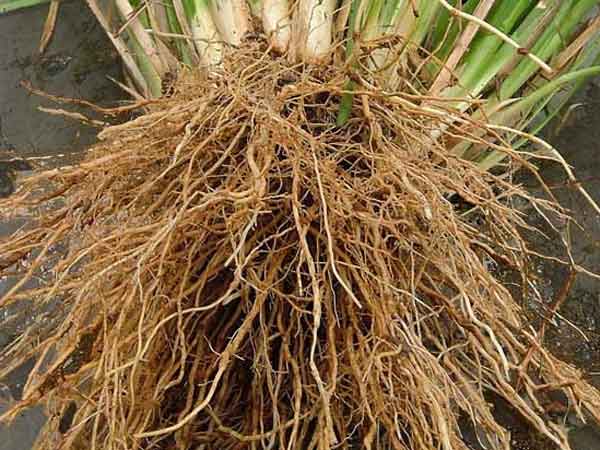 Roots of Camel Grass