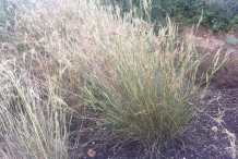 Camel-Grass-plant