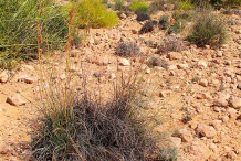 Camel-grass-growing-wild