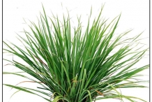 Leaves of Camel Grass