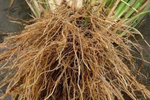 Roots of Camel Grass