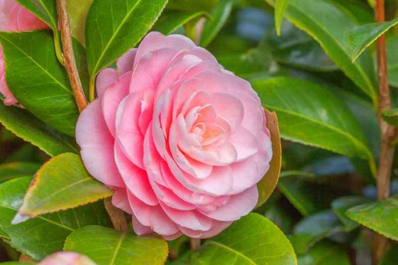 Camellia-flowers-on-the-plant