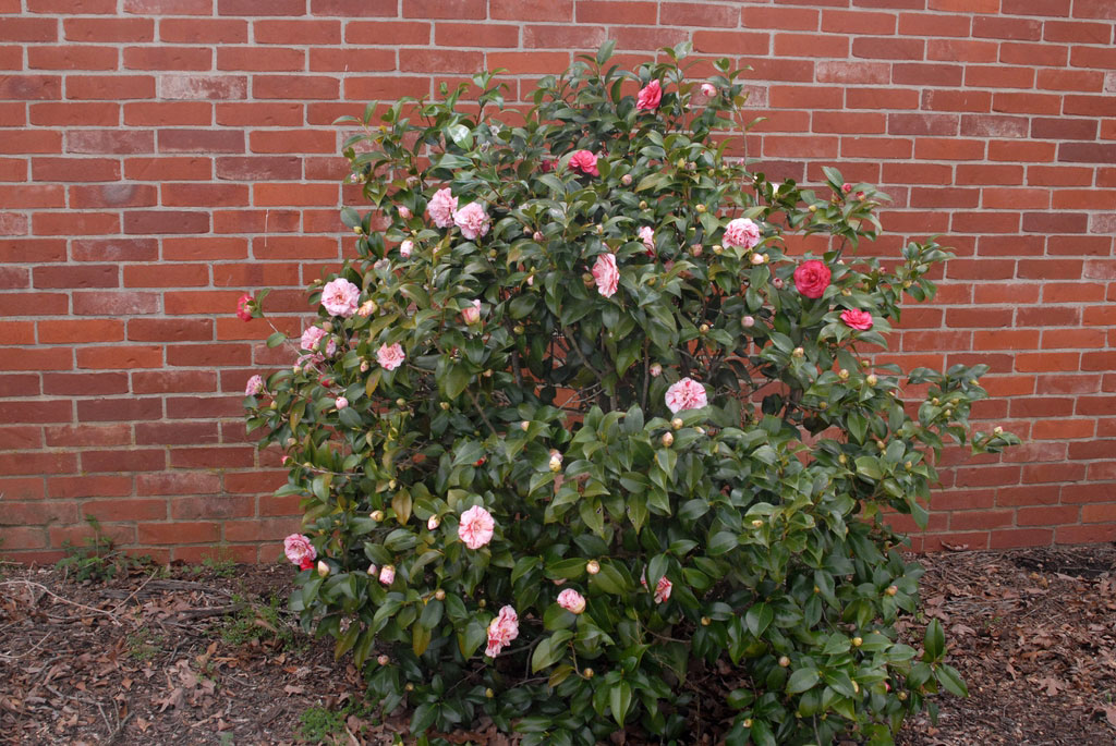 Camellia-plant