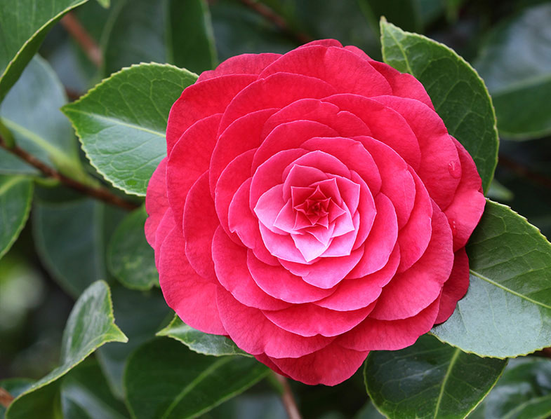 Flower-of-Camellia