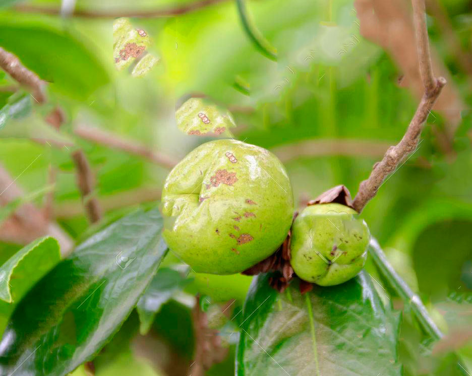 Immature-fruits-of-Camellia