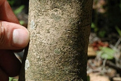 Bark-of-Camellia-plant