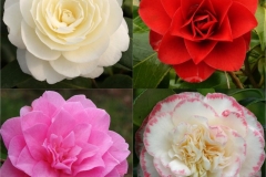 Different-varieties-of-Camellia