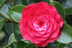 Flower-of-Camellia