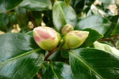 Flowering-buds-of-Camellia
