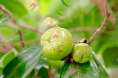Immature-fruits-of-Camellia