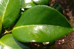 Leaves-of-Camellia